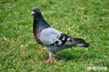 鸽子好养殖吗,一对鸽子一年利润多少