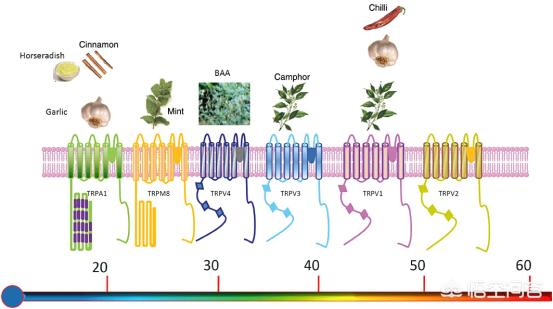 艾灸后出现水泡需要扎破吗,艾灸后起的水泡是排湿还是烫伤