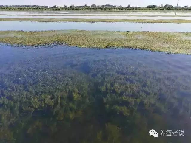 蟹的养殖方法和技巧,养殖后期怎样养出精品蟹