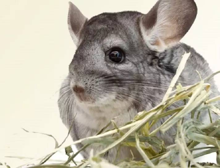 想要属于自己的东西为什么,想要属于自己的东西