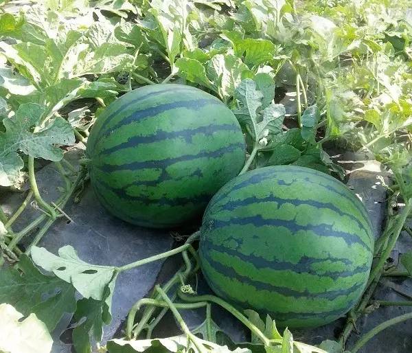 先正达24大蔬菜新品种,先正达蔬菜新品种