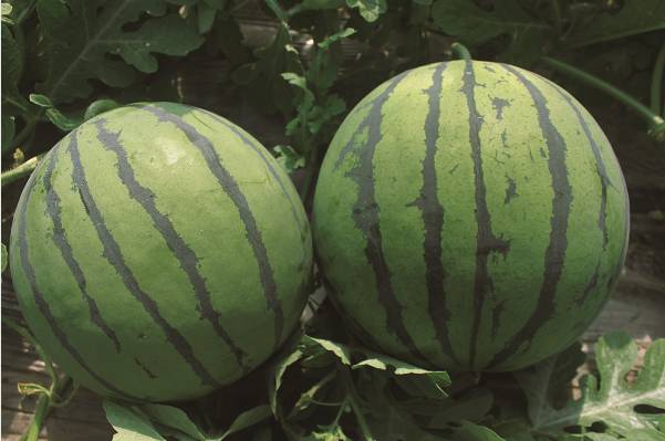 先正达24大蔬菜新品种,先正达蔬菜新品种