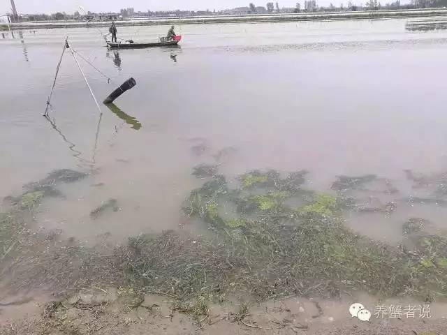 蟹的养殖方法和技巧,养殖后期怎样养出精品蟹