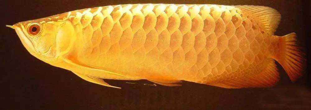 b级过背金龙一般价格多少,顶级蓝底过背金龙欣赏