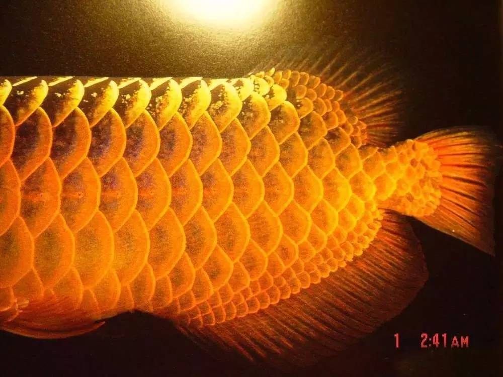 b级过背金龙一般价格多少,顶级蓝底过背金龙欣赏