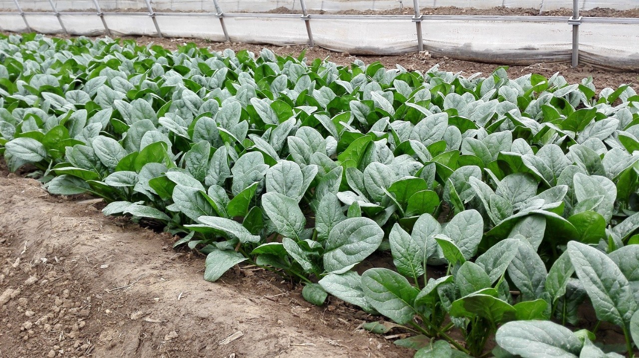 先正达24大蔬菜新品种,先正达蔬菜新品种