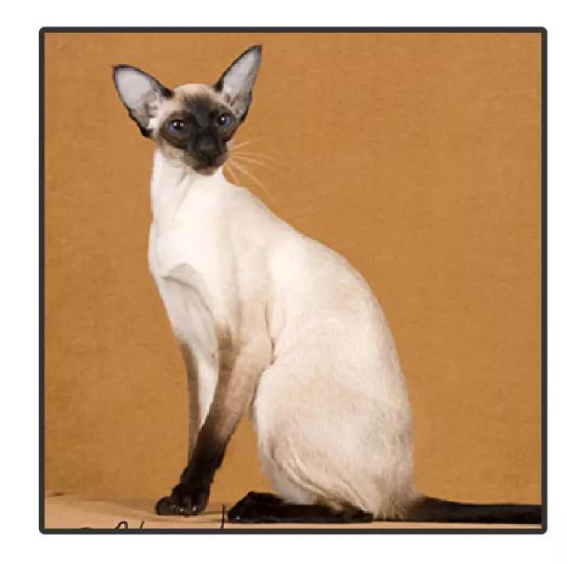 暹罗猫挖煤,挖煤队长暹罗猫