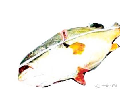 沂水一母猪体内现宝物？价值连城？