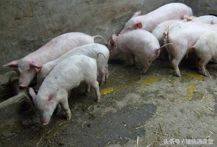 老师你好，请以猪的拉稀和咳嗽为例，讲一下猪病的对症治疗？