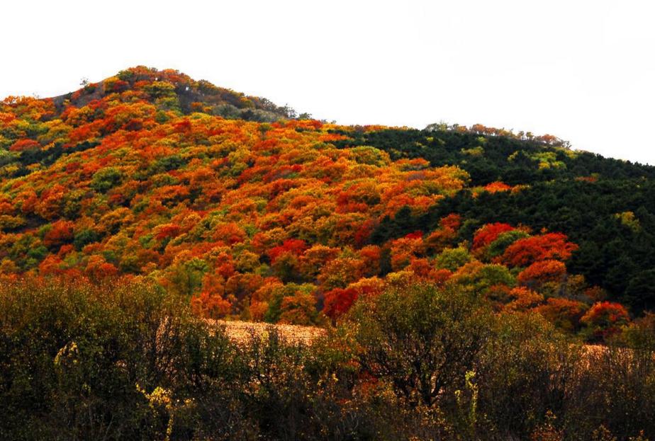 辽宁省各种水果产地特产,辽宁水果产量最大