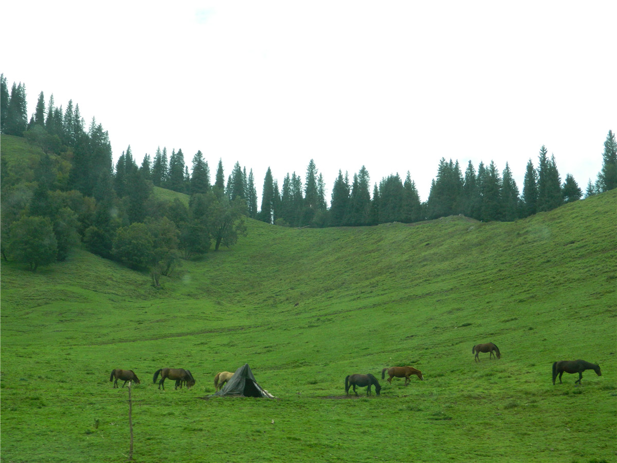 辽阔的草原绿色的歌完整版,辽阔的草原绿色的歌