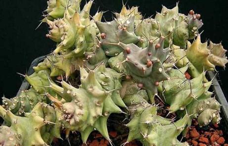 吉娃娃多肉植物有毒吗视频,金钱木多肉植物盆景有毒吗