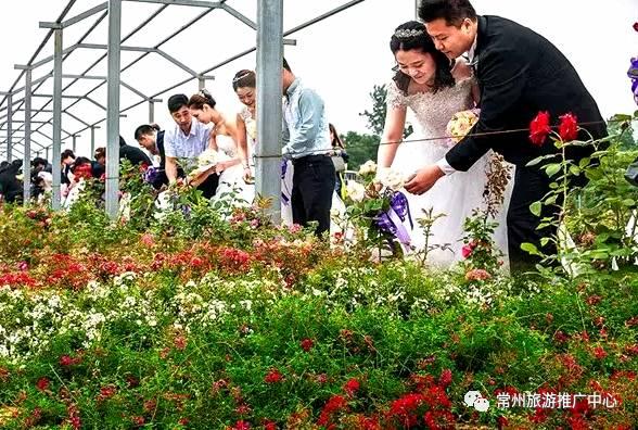 常州花海胜地,常州五月花海尽显美好田园风光