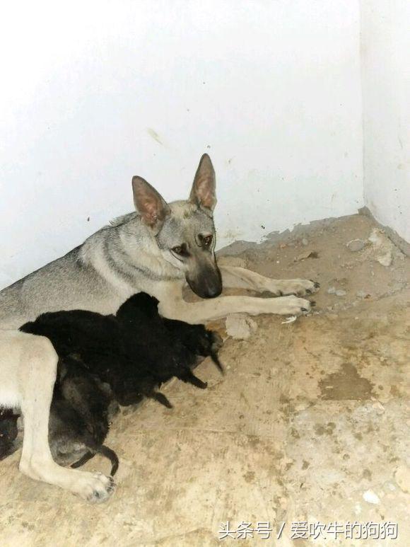 狼青跟德牧哪个好驯养一些,狼青和德牧配出来的幼犬什么样