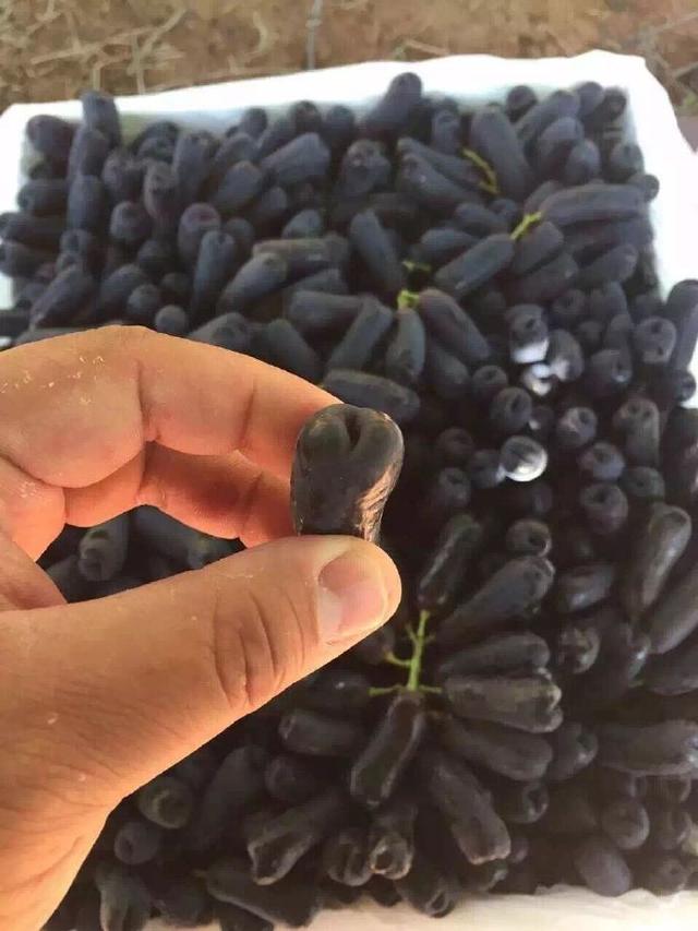 澳洲金手指黑提功效,澳洲金手指无籽黑提