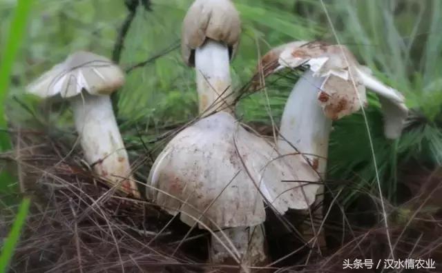 安康必吃的美食排行榜,安康最正宗的食物