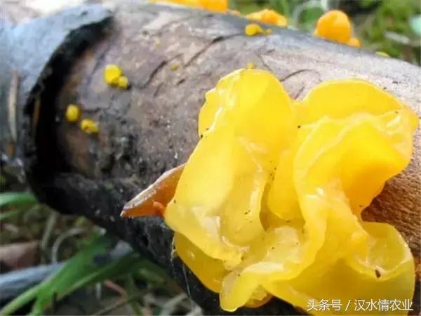 安康必吃的美食排行榜,安康最正宗的食物