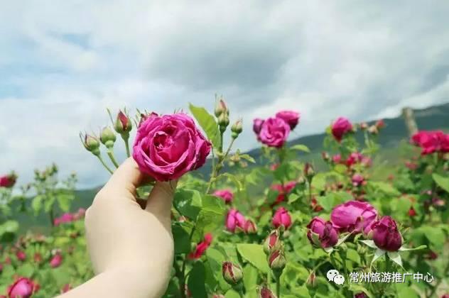 常州花海胜地,常州五月花海尽显美好田园风光