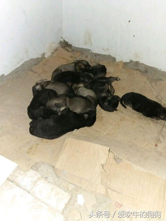 狼青跟德牧哪个好驯养一些,狼青和德牧配出来的幼犬什么样