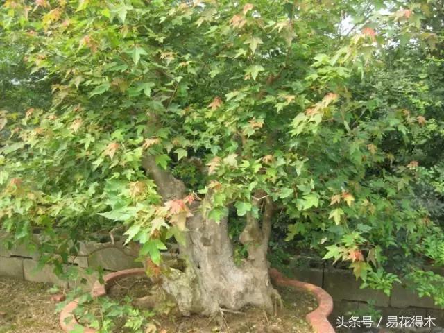 唐枫鸡爪槭红枫三角枫区别,鸡爪槭和红枫还有三角枫