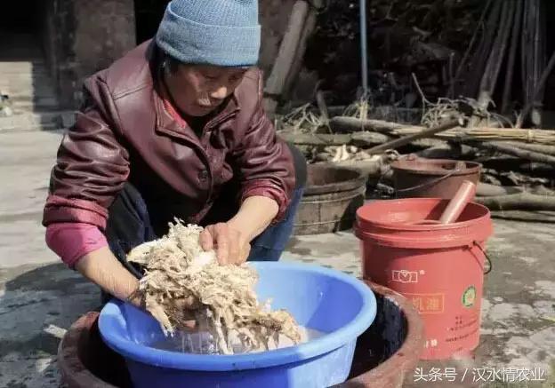 天然的血管支架,被称为血管天然支架的药材是