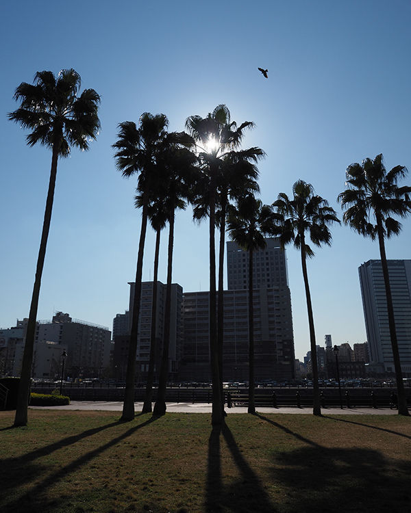 奥林巴斯penf画质怎么样,奥林巴斯PEN-F怎么拍摄视频