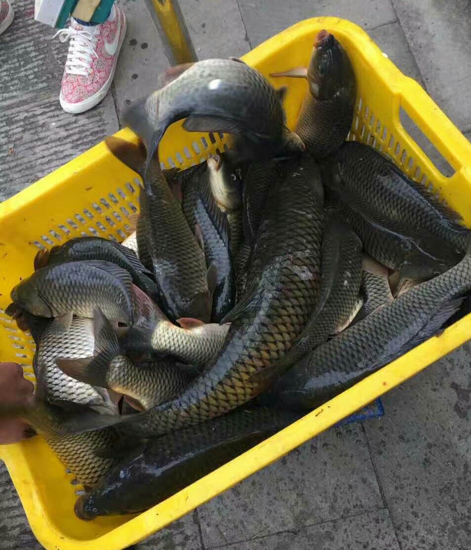 钓鱼时如何选用饵料味型,钓鱼饵料味型重要还是状态重要