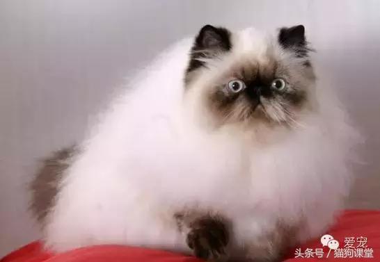 世界名猫排名前十名,世界十大名猫排行榜