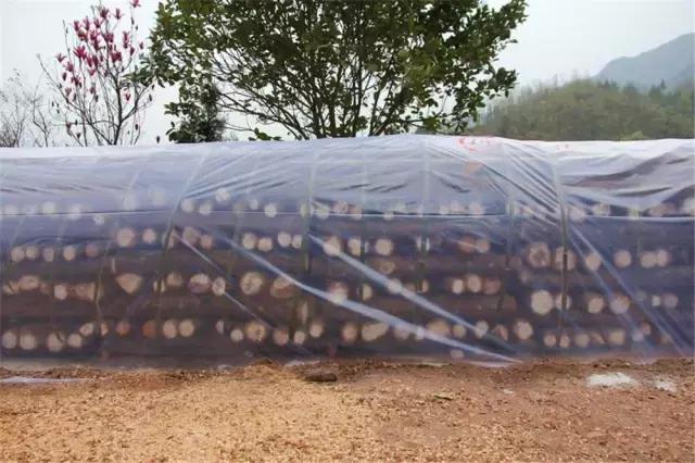 鍥涘窛閫氭睙绗竴缇庝汉,閫氭睙绗竴缇庝汉鏄皝