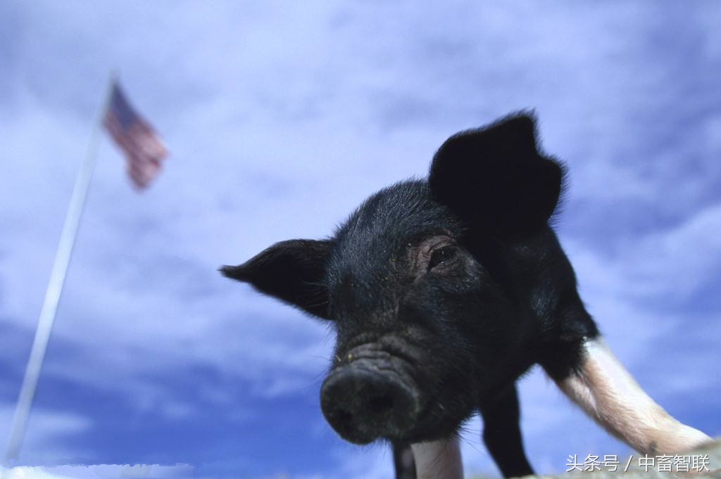 水土不服为什么要吃土,水土不服的猪