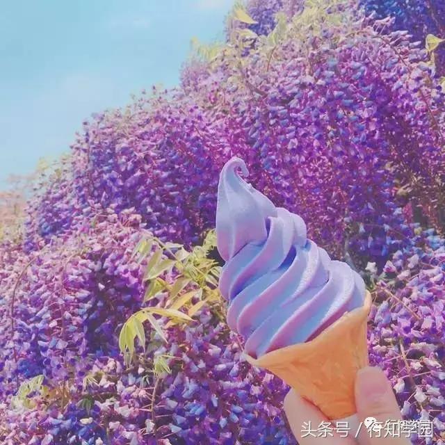 送走了樱花，去日本最梦幻公园吃紫藤花冰激凌吧