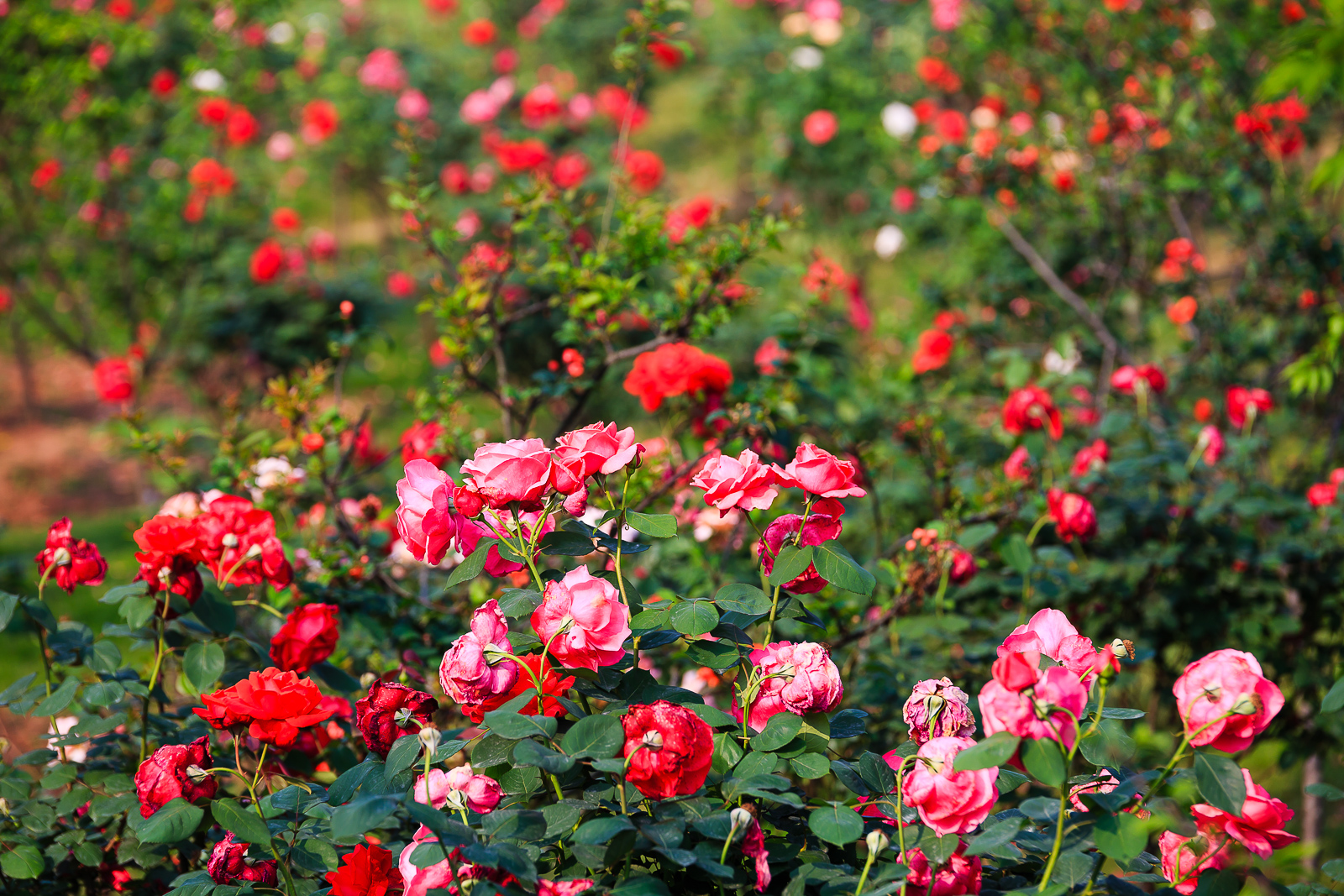 杨梅小镇简介,杨梅小镇的杨梅几月成熟