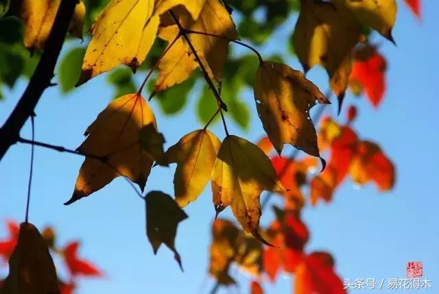 唐枫鸡爪槭红枫三角枫区别,鸡爪槭和红枫还有三角枫
