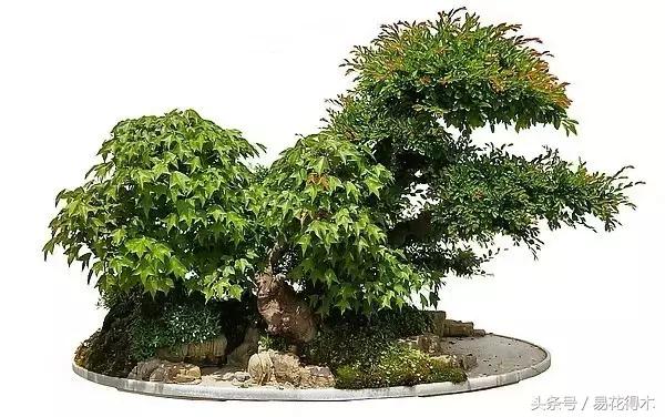 唐枫鸡爪槭红枫三角枫区别,鸡爪槭和红枫还有三角枫