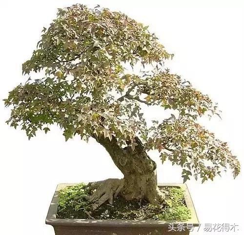 唐枫鸡爪槭红枫三角枫区别,鸡爪槭和红枫还有三角枫