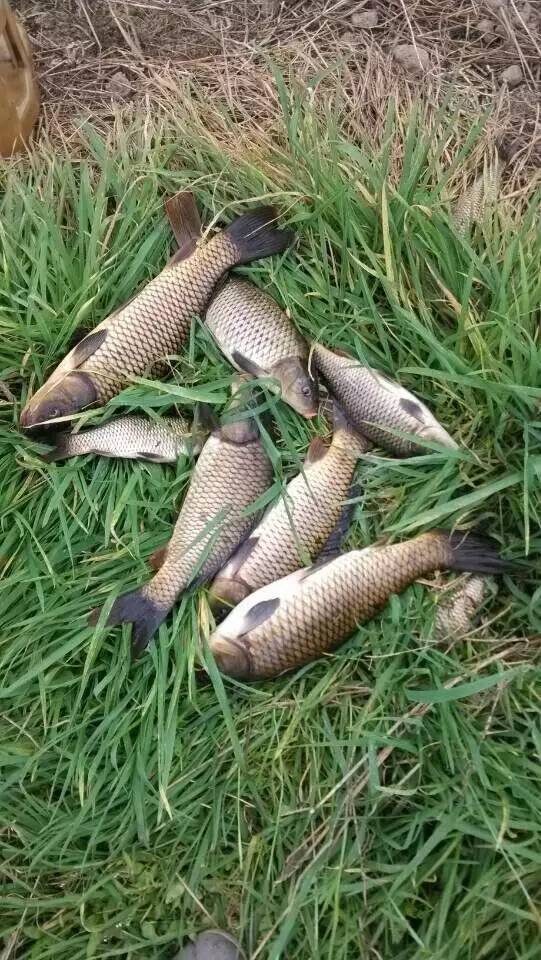 鲢鳙钓法视频,鲤鱼钓法技巧