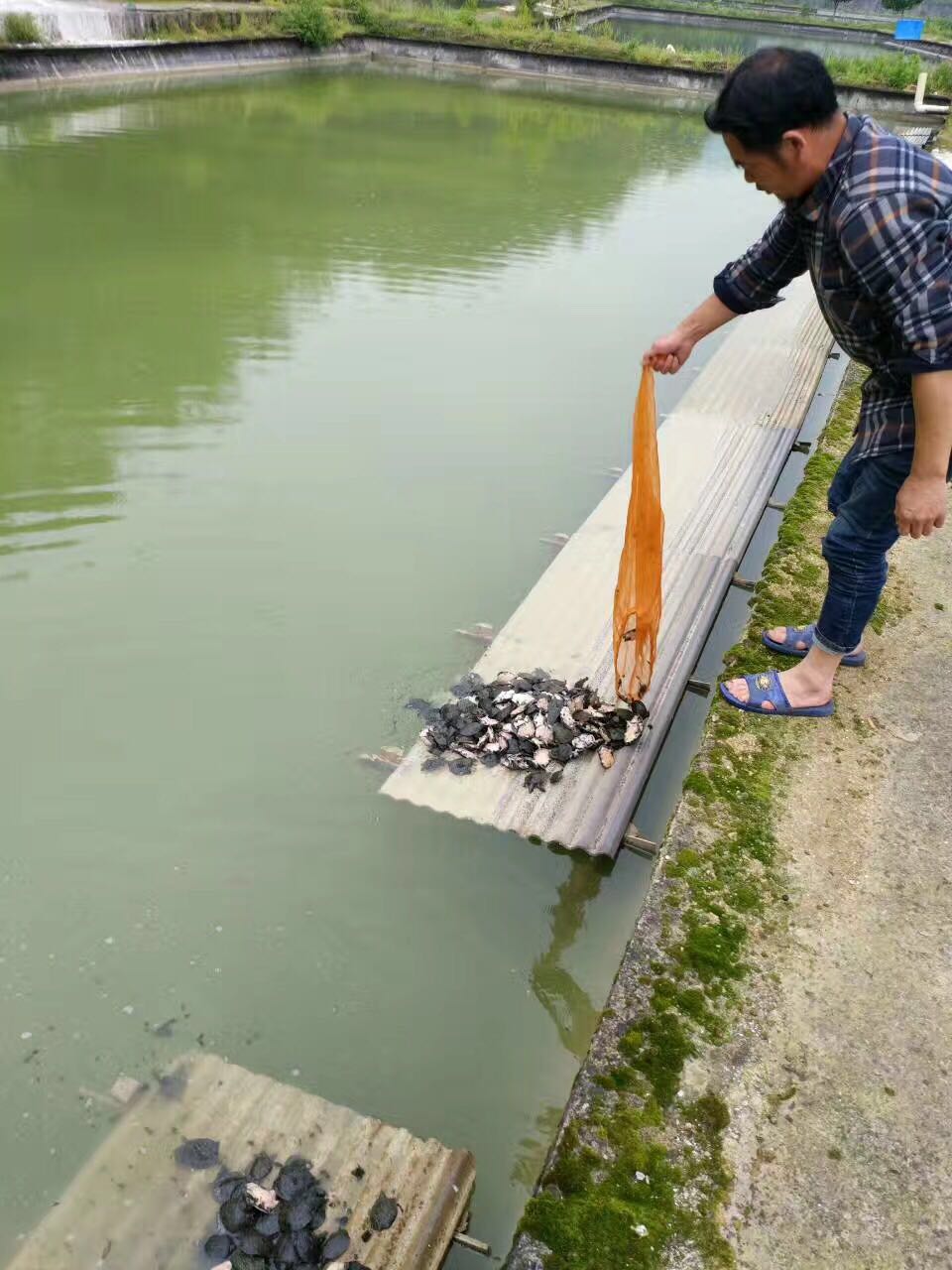 千岛湖甲鱼纯野生甲鱼,全国最大的甲鱼养殖基地在哪里