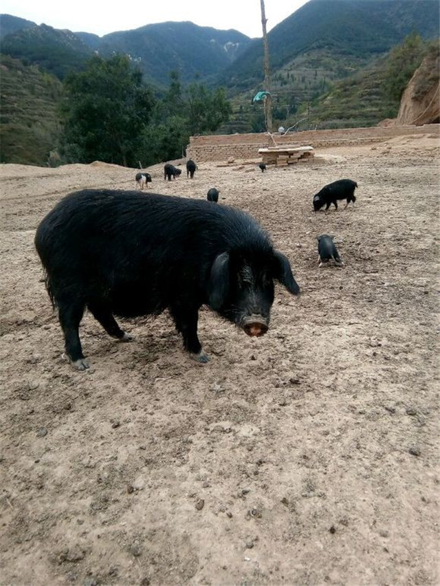 野猪养殖技术大全,野猪养殖新技术新方法