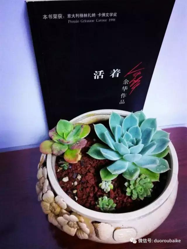 原来多肉与书更配哦！文艺范走起！