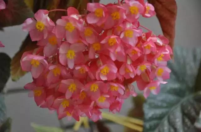 5鏈堜唤鎵︽彃浣曟椂鍙互涓婄泦,澶忓ぉ鎵︽彃鐨勬柟娉曞拰娉ㄦ剰浜嬮」