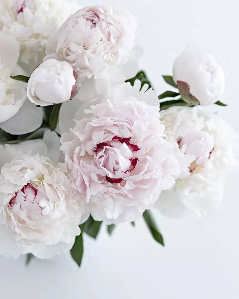 除了康乃馨还可以送母亲什么花,母亲节适合送妈妈的花康乃馨