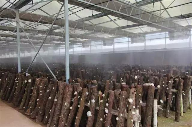 鍥涘窛閫氭睙绗竴缇庝汉,閫氭睙绗竴缇庝汉鏄皝