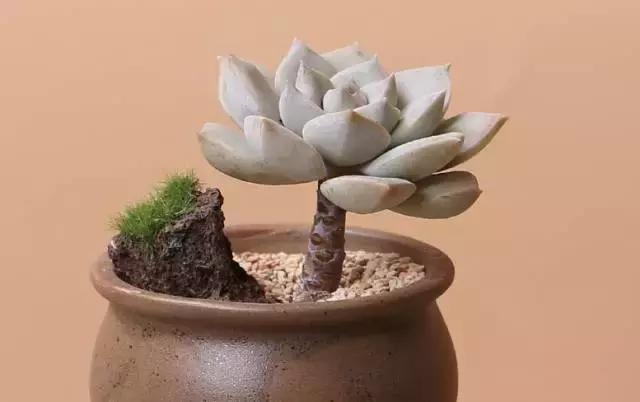 高价多肉老桩也能造假，1年当5年卖！