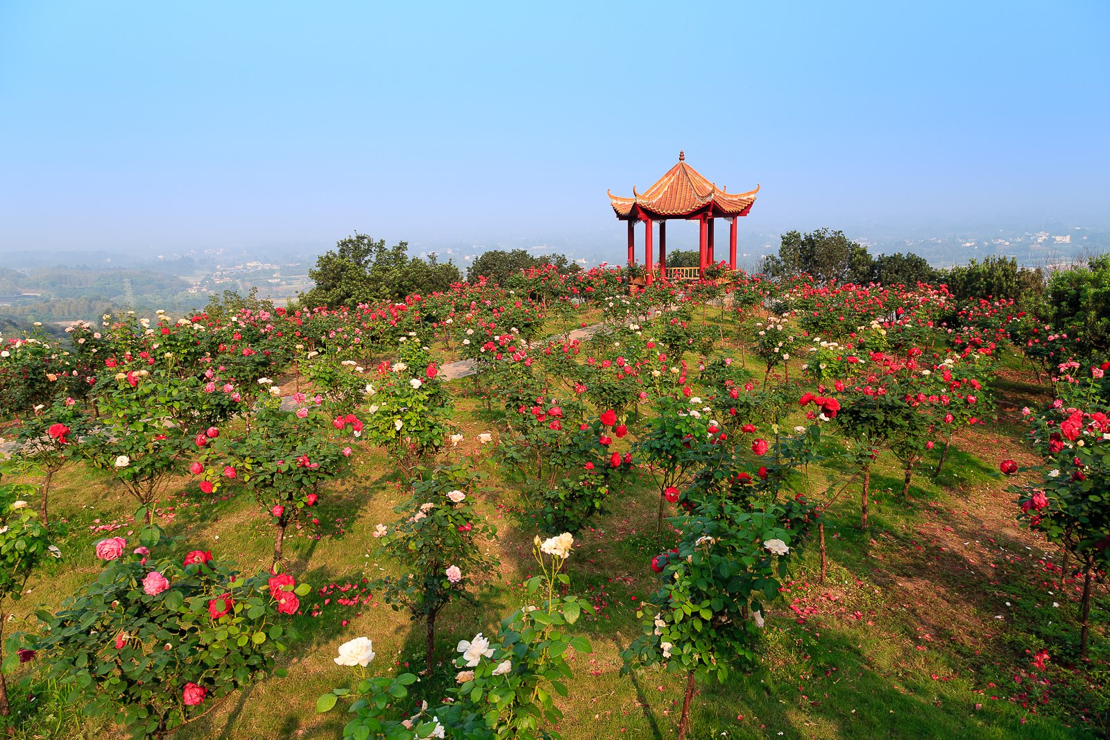 杨梅小镇简介,杨梅小镇的杨梅几月成熟