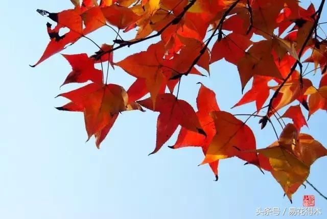 唐枫鸡爪槭红枫三角枫区别,鸡爪槭和红枫还有三角枫