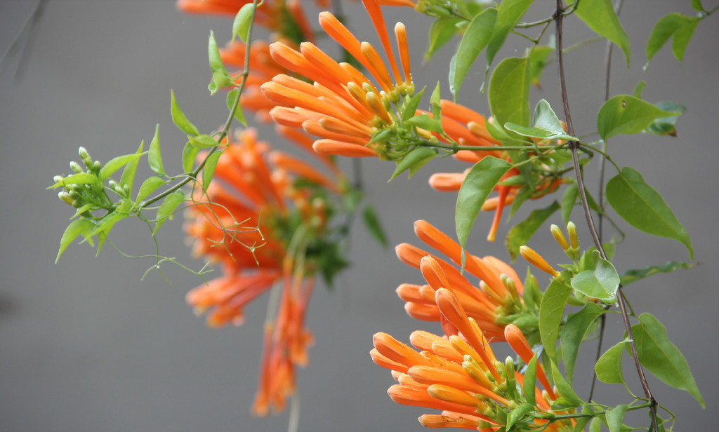 西双版纳绿色美景视频,云南西双版纳美景高清图片