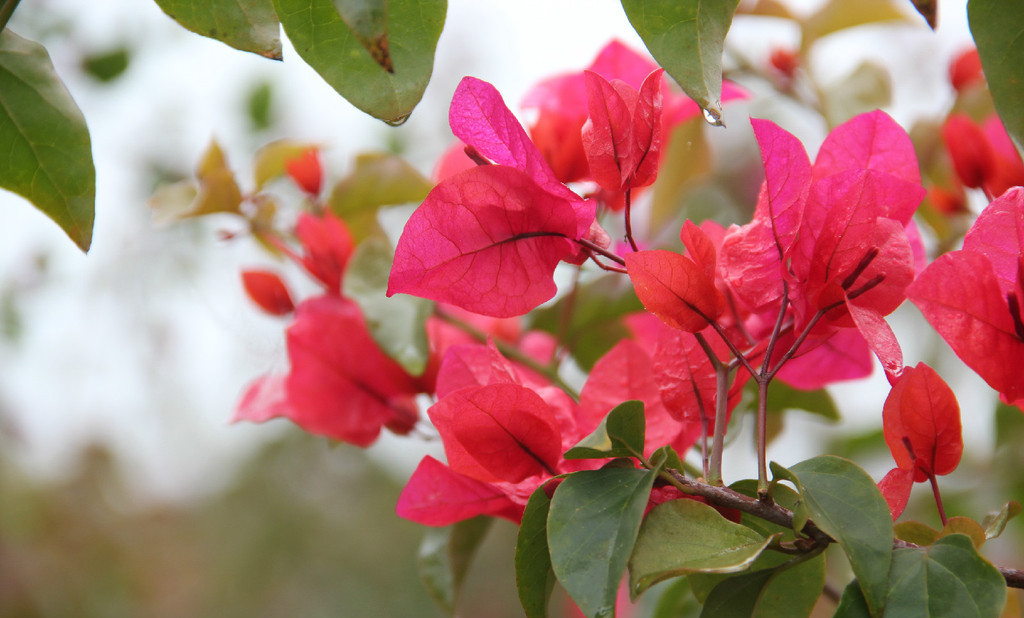 西双版纳绿色美景视频,云南西双版纳美景高清图片
