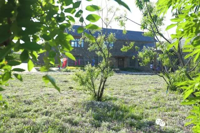 三台山五月盛开的花,5月宿迁三台山开什么花