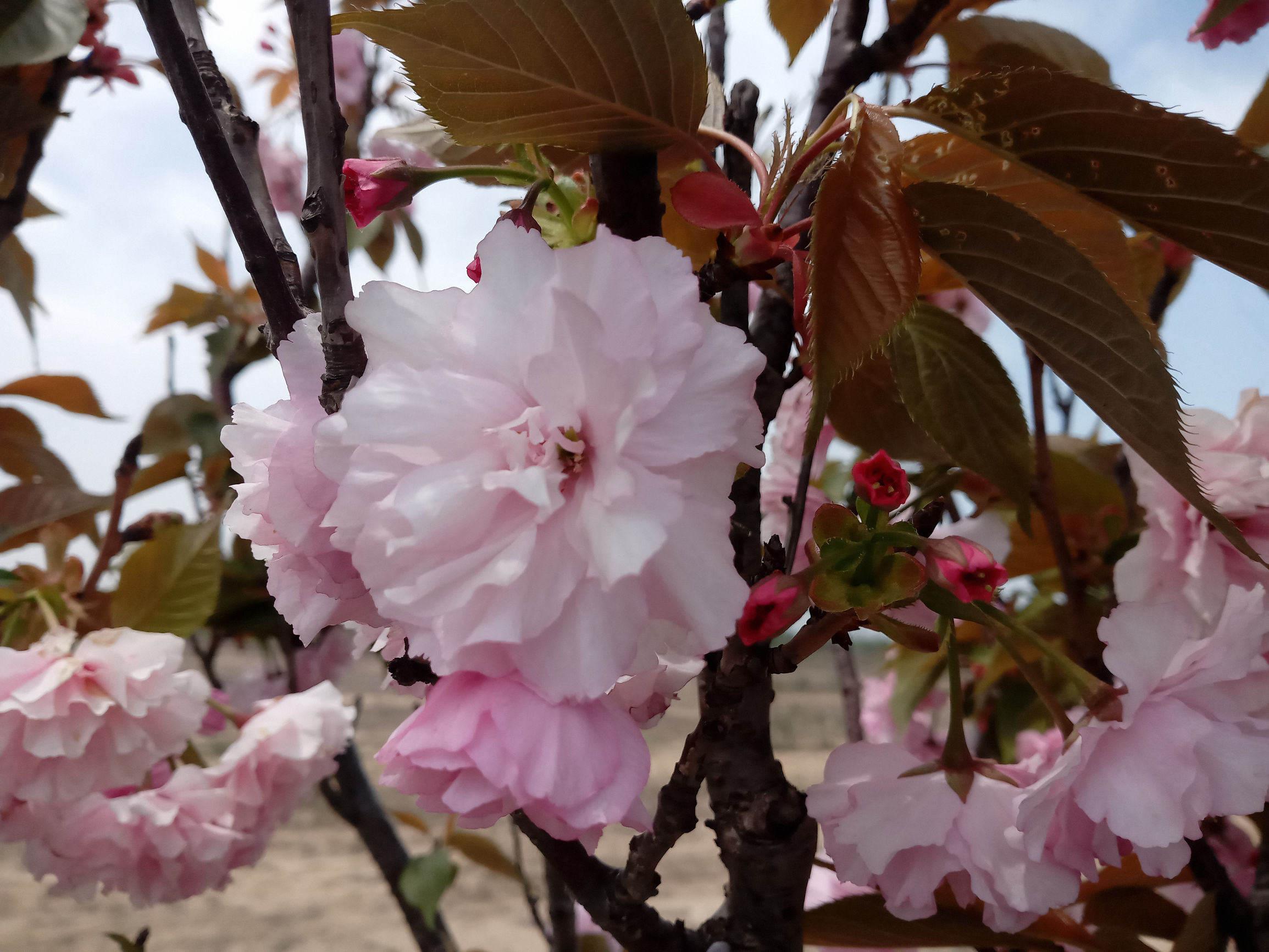 国美k1支持虹膜识别,国美k1支持虹膜解锁吗