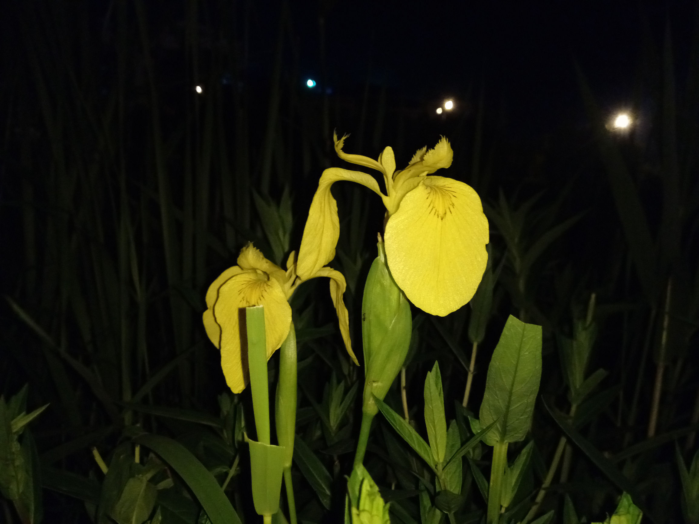 国美k1支持虹膜识别,国美k1支持虹膜解锁吗